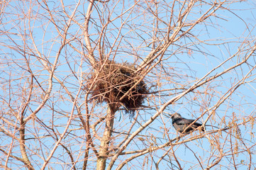 Crows nest in winter