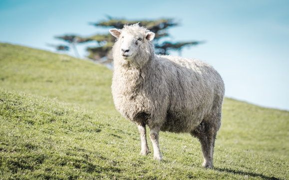 Closeup image of a sheep on a farm with copy space