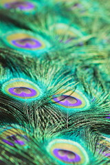 Close up background image of beautiful peacock feathers, portrait.