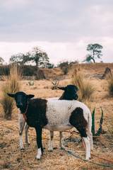 sheeps on the farm