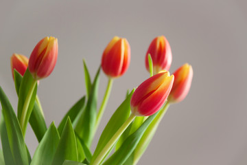 Spring flowers card with tulips