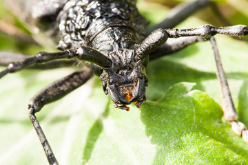 Cerambyx cerdo - a big black insect with big antennas who likes to eat oak tree bark