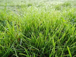 Dew on grass, lawn