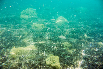 Underwater texture and fauna in Ionian sea, Zakynthos, Greece