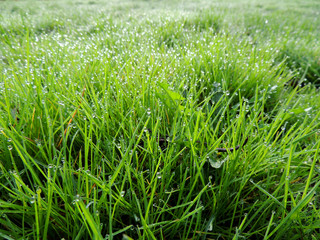Dew on grass, lawn