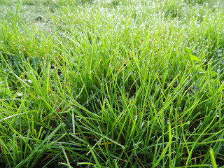 Fototapeta na wymiar Dew on grass, lawn