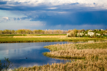 Landscape with waterline, reeds birds and vegetation