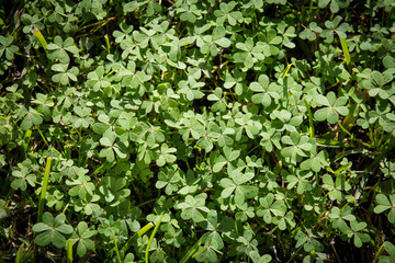 Weeds in the wild garden.
