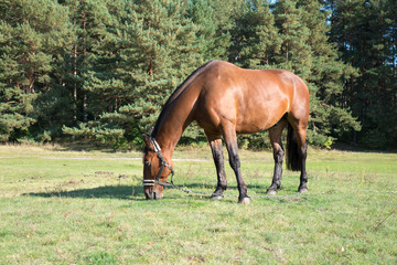 Naklejka na ściany i meble Brown horse grazing in the field. A beautiful redish brown horse feeds in the sunny day.