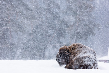 Bison or Aurochs in winter season in there habitat. Beautiful snowing