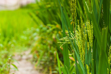 Ear of rice in the rice field