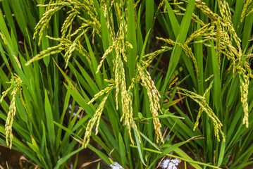 fresh rice paddy in field. Agriculture, food.