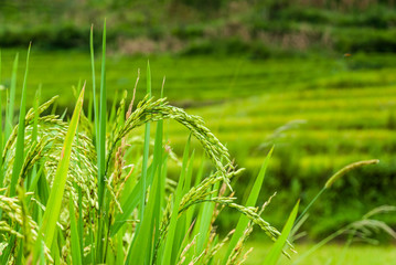fresh rice paddy in field. Agriculture, food.
