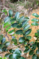Fototapeta premium Tutu. Coriaria arborea is a highly poisonous and common native shrub of New Zealand.
