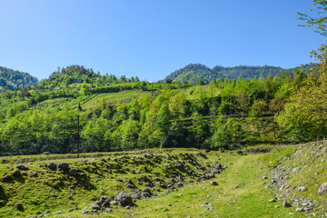 green pasture meadow at the foot of the mountains view panorama space&nbsp;