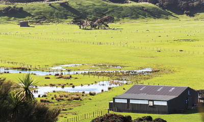 Landscape view of a sheep farm in New Zealand  © MollyNZ