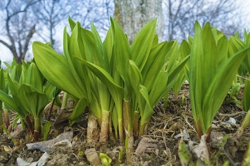 Obraz premium Far Eastern spring: the first ramson ( wild garlic ). Khabarovsk region, Russia.