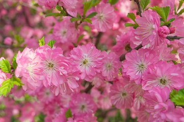 Prunus triloba blossom