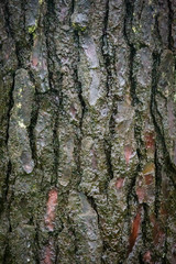 Detalhe da textura da casca do pinheiro.