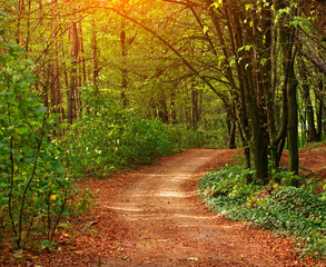 Colorful trail path in green deciduous forest in sunlight at sunset, woods landscape