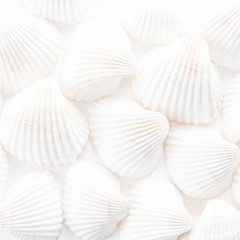 Fototapeta na wymiar Sea Shells background 