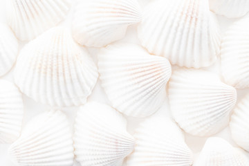 Sea Shells background 