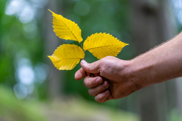 Closeup of Hand Holding Three Yellow Ordinary Aspen Leaves Isolated from Background, Abstract...