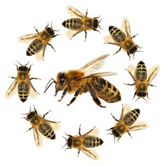 bee or honeybee isolated on the white background