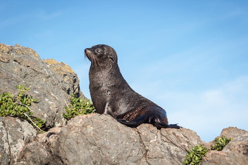 A New Zealand fur seal, southern fur seal or long-nosed fur seal Arctocephalus forsteri, basking in the sun on a rock at Cape Palliser.