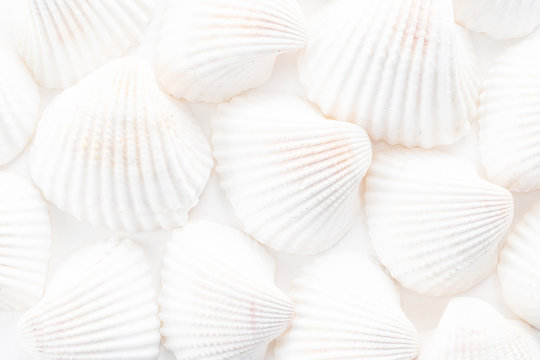Sea Shells background © Sapnocte