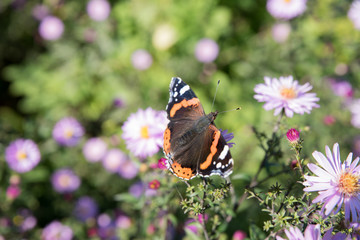 Butterfly Aglais urticae (Nymphalis urticae), named also Papilio urticae. Strike of flowering Astereae flowers. Place for text, copy space