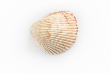 dSea shells on a white background