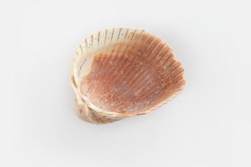 Fototapeta na wymiar dSea shells on a white background