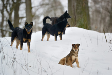 Pack of wild dogs in winter forest.