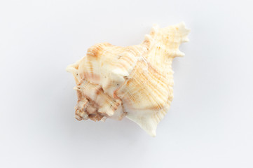 dSea shells on a white background