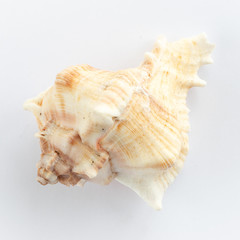 dSea shells on a white background