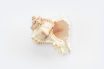 dSea shells on a white background