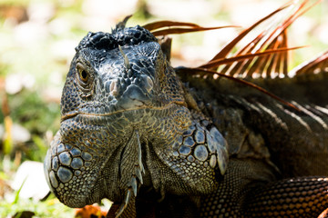 portrait of a iguana