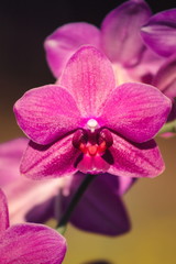 Close up image of beautiful delicate orchid flowers