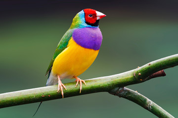 colorful bird sits on a green background