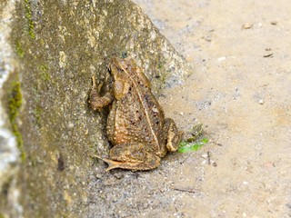Toad sitting on the ground