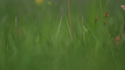 little red rabbits hiding in the green grass