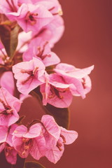 Closeup image of Beautiful Bougainvillea Flowers in pink hue