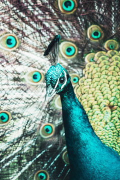Closeup image of a Male Peacock displaying his beautiful tail feathers - green hue
