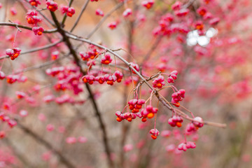 Deciduous shrub, pink flowers with orange seeds of euonymus europaeus or spindle. Celastraceae