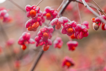 Fototapeta na wymiar Deciduous shrub, pink flowers with orange seeds of euonymus europaeus or spindle. Celastraceae