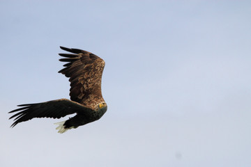Sea eagle swerving right 