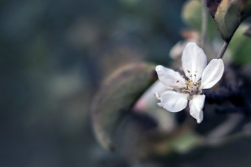 Apple flower