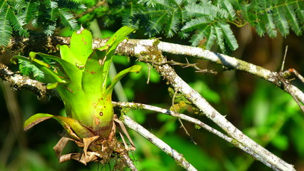 Bromelia