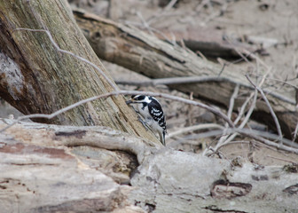 Hairy Woodpecker